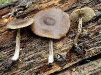 Entoloma sericeum image