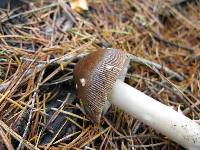 Amanita pachycolea image