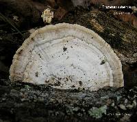 Trametes lactinea image