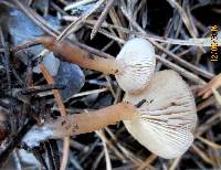 Clitocybe vibecina image