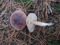 Tricholoma imbricatum image