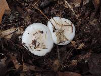 Hygrophorus sordidus image