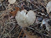 Entoloma rhodopolium image