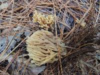 Ramaria flaccida image