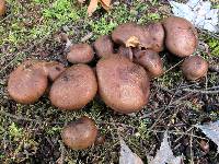 Tricholoma fulvum image