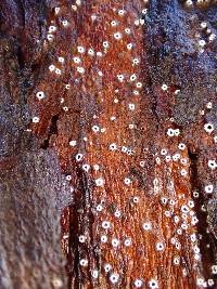 Stictis radiata image
