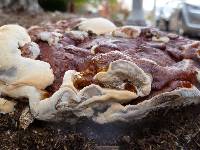 Ganoderma sessile image