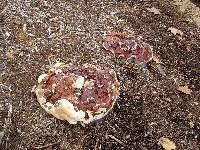 Ganoderma sessile image