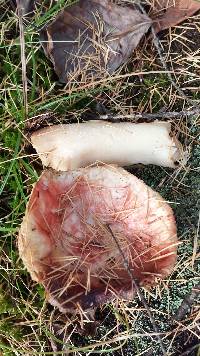 Russula silvicola image