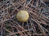 Cortinarius semisanguineus image
