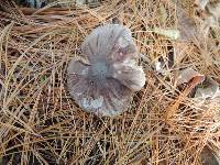 Tricholoma orirubens image