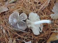 Tricholoma terreum image