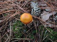 Cortinarius vibratilis image