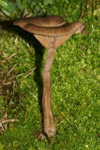 Pseudoclitocybe cyathiformis image