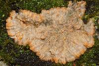 Phlebia radiata image