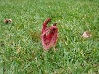 Clathrus archeri image