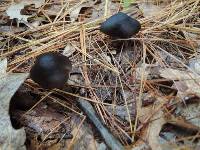 Mycopan scabripes image