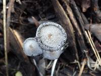 Coprinopsis cinerea image