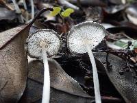 Coprinopsis cinerea image