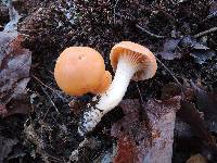 Hygrocybe pratensis image