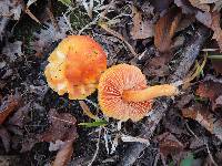 Hygrocybe aurantiosplendens image