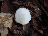 Tricholoma stiparophyllum image