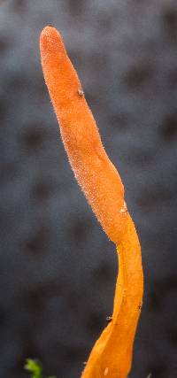 Cordyceps nidus image