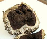 Scleroderma polyrhizum image