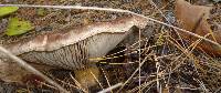 Tricholoma colossus image