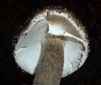 Amanita submaculata image