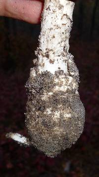 Amanita submaculata image