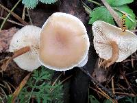 Clitocybe diatreta image