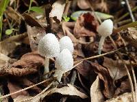 Coprinopsis marcescibilis image