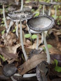 Coprinopsis cinerea image