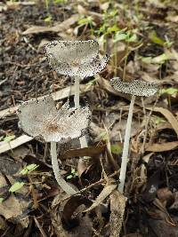 Coprinopsis cinerea image