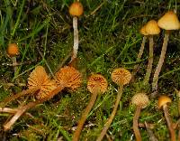 Galerina clavata image