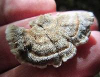 Trametes hirsuta image