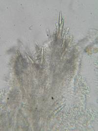 Steccherinum oreophilum image