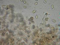 Hebeloma mesophaeum image