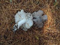 Tricholoma terreum image