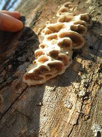 Gloeoporus dichrous image