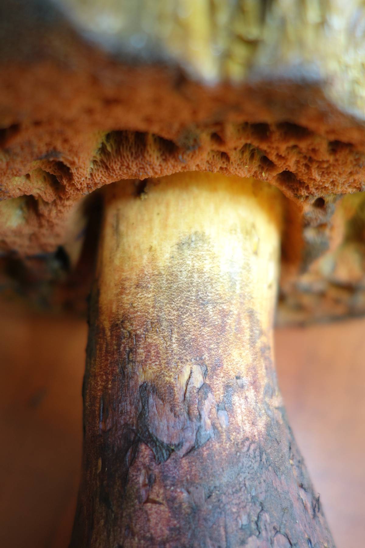 Sutorius luridiformis image