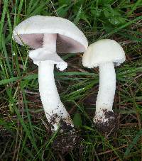 Agaricus arvensis image