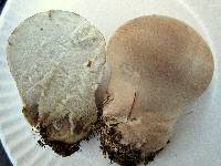 Calvatia cyathiformis image