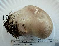 Calvatia cyathiformis image