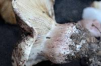 Hygrophorus purpurascens image