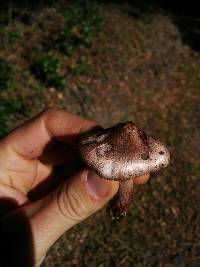 Inocybe adaequata image