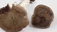 Tricholoma terreum image