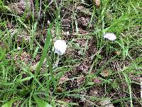 Coprinopsis radiata image