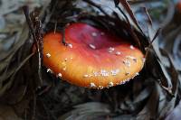 Amanita muscaria var. flavivolvata image